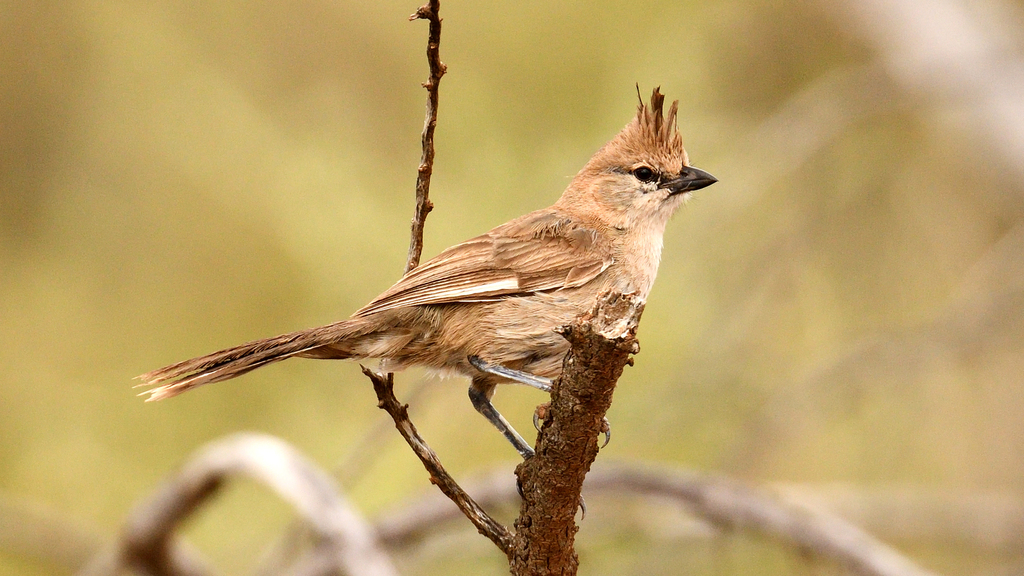 Chiming Wedgebill photo