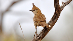 Chiming Wedgebill photo 2