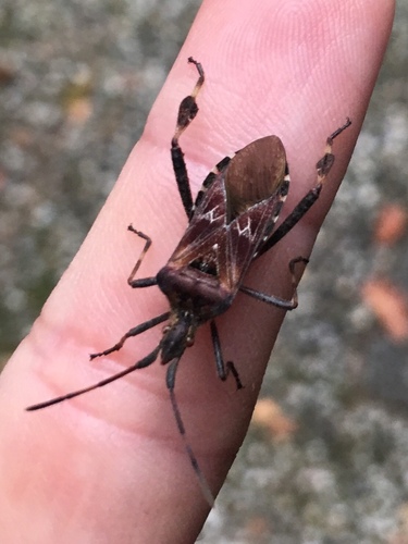Western conifer seed bug