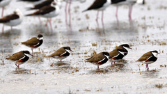 Erythrogonys cinctus