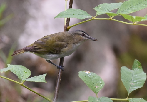 Red-eyed Vireo