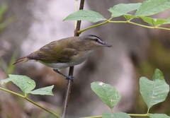 Red-Eyed Vireo photo 5