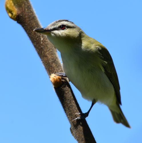Red-eyed Vireo, photo 6 of 9