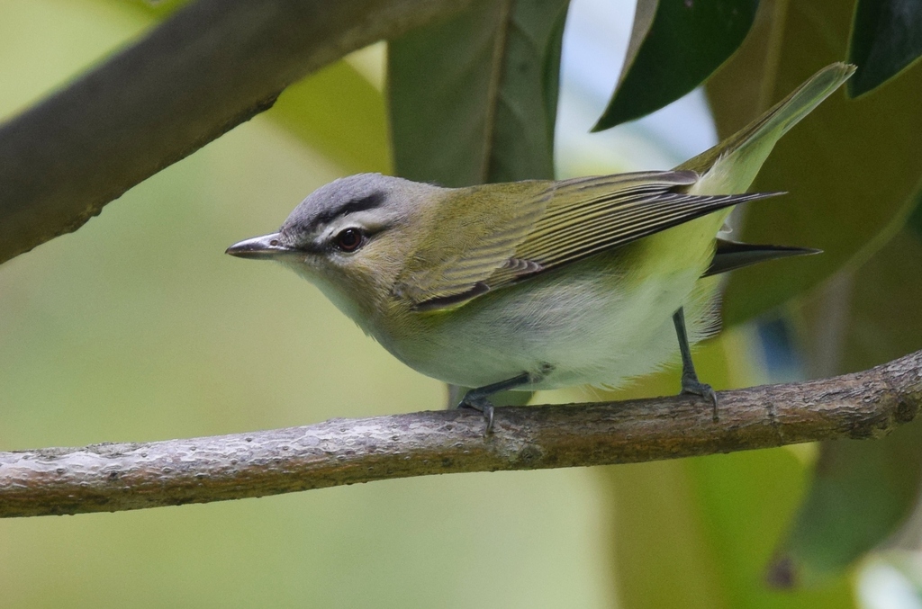 Red-Eyed Vireo