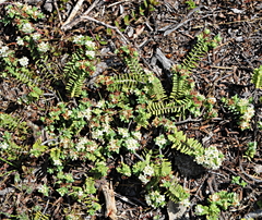 Pimelea urvilleana