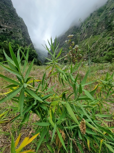 Image of Bupleurum salicifolium by (c) Vítor Jorge, some rights reserved (CC BY)