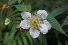 Rubus linearifoliolus