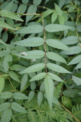 Rubus linearifoliolus