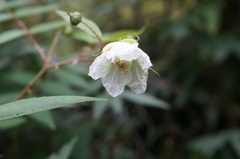 Rubus linearifoliolus