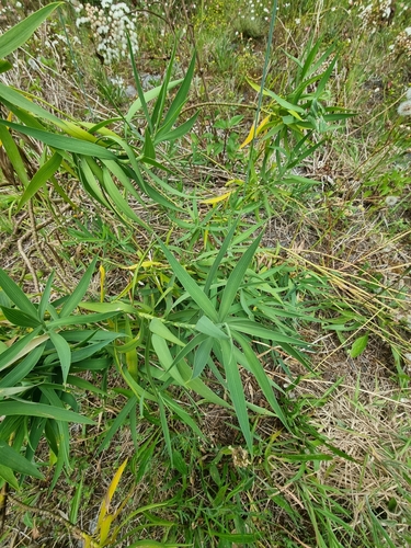 Image of Bupleurum salicifolium by (c) Vítor Jorge, some rights reserved (CC BY)