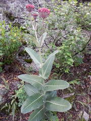 Asclepias otarioides