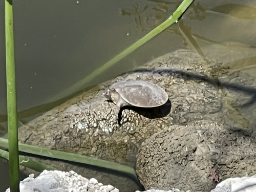 iNaturalist observation photo of Softshell Turtles