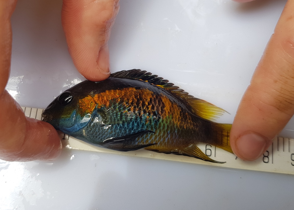 Cutter's Cichlid