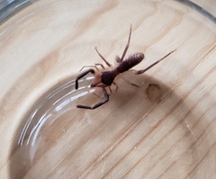 Ammotrechidae