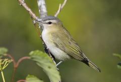 Red-Eyed Vireo photo 2