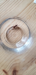 Ammotrechidae