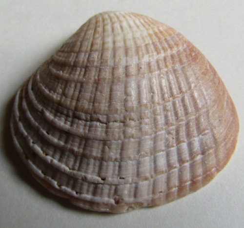 Chionopsis amathusia