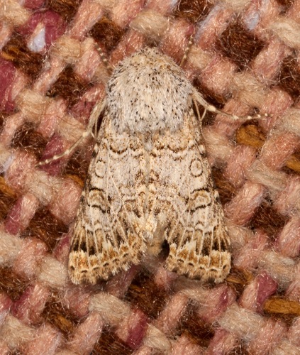 Schinia deserticola photo 5