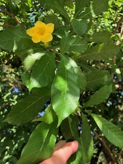 Tabernaemontana grandiflora