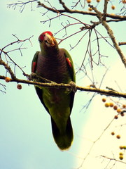 Amazona vinacea