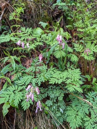 Image of Fringed Bleeding Heart (Dicentra eximia) by (c) Alaina Krakowiak, some rights reserved (CC BY)