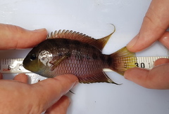 Cutter's Cichlid photo 2