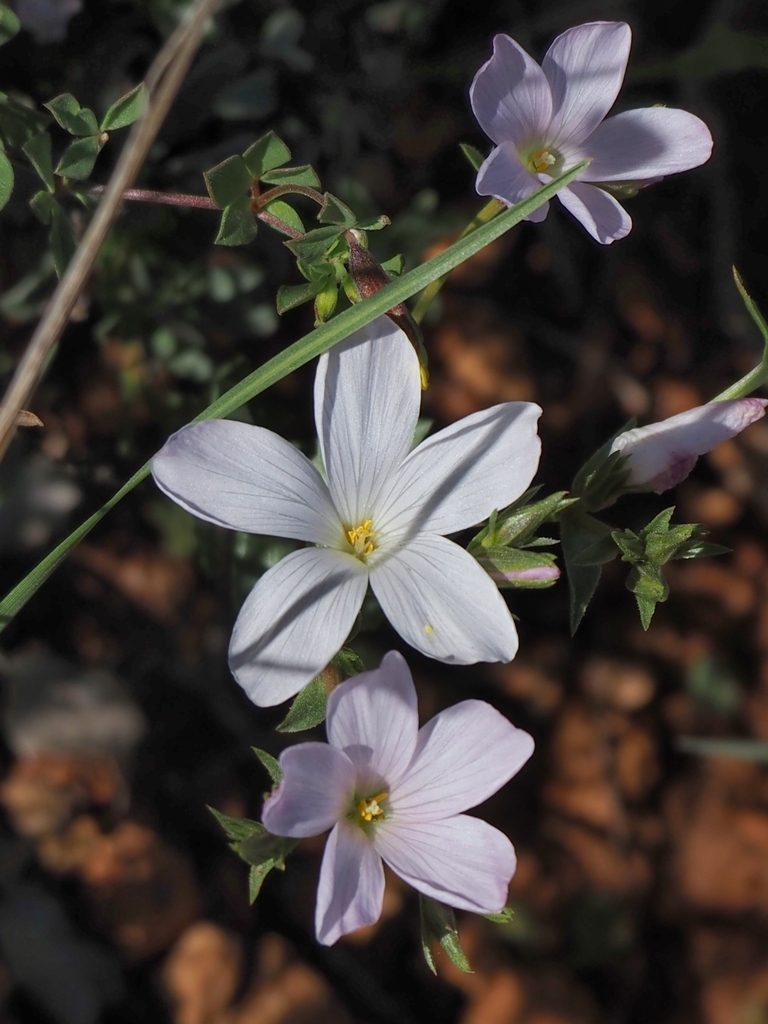 Linum hellenicum (Linum hellenicum)