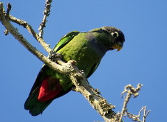 Scaly-Headed Parrot photo 5
