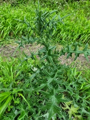 Cirsium vulgare image