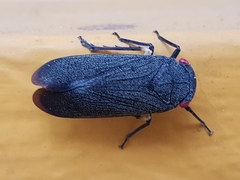 Acraephia perspicillata