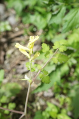 Corydalis balansae