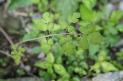 Corydalis balansae