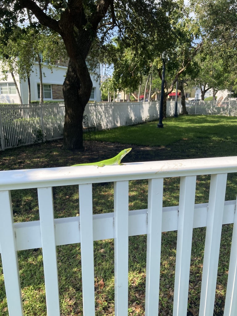 Green Anole from Normandy Isles, Miami Beach, FL 33141, USA on April 28