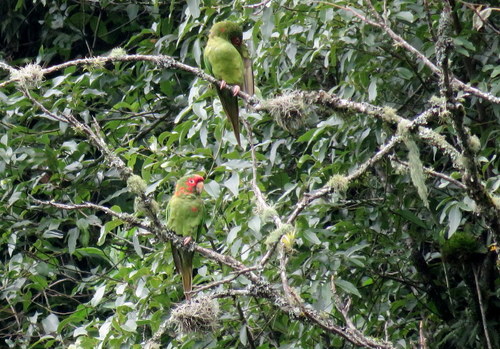 Psittacara mitratus