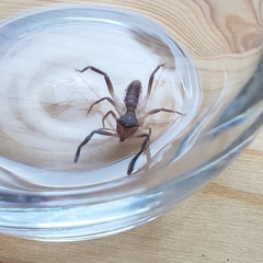 Ammotrechidae