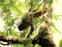 Green-Cheeked Parakeet photo 3