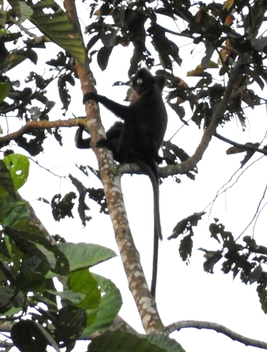 Presbytis frontata