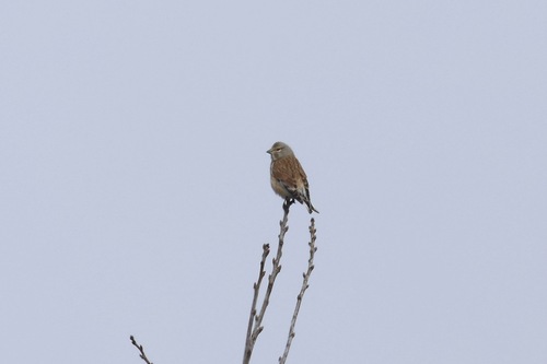 Eurasian Linnet, 1759 Callantsoog, Netherlands, photo 10 of 10