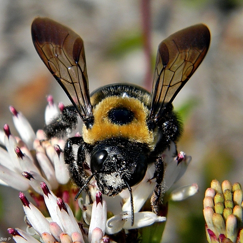 Eastern Carpenter Bee — photo 1