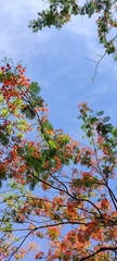 Delonix regia image