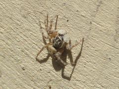 Menemerus semilimbatus