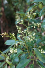 Turpinia ternata