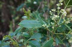 Turpinia ternata