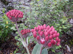 Asclepias otarioides
