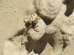 Menemerus semilimbatus