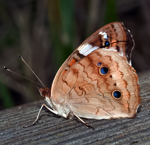 Common Buckeye photo 4