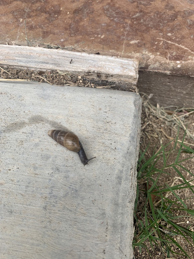 Decollate Snail in April 2023 by Jerry Wingate · iNaturalist