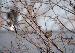 Junco hyemalis image