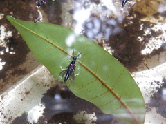 Chroaptomus flagrans