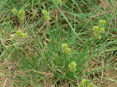 Carex muehlenbergii
